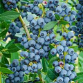 Blueberry Plant - Rooted Cutting, Live Bare Root Starter, Easy to Grow