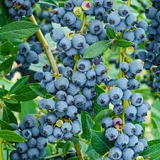 Blueberry Plant - Rooted Cutting, Live Bare Root Starter, Easy to Grow