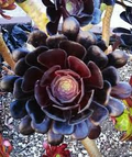 Aeonium arboreum 'Black Rose' Cutting 3-5 inch | Dark Burgundy Rosette Succulent