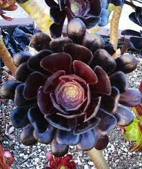 Aeonium arboreum 'Black Rose' Cutting 3-5 inch | Dark Burgundy Rosette Succulent