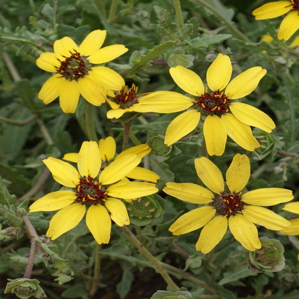 Soft Greeneyes Seeds (Berlandiera betonicifolia) – 15 Seeds, Chocolate Daisy, Fragrant Blooms, Pollinator-Friendly