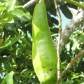 Long Neck Avocado Starter Plant (Persea americana) 2-3 ft - Tropical Big Fruit Tree