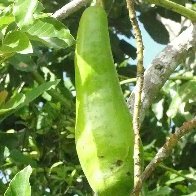 Long Neck Avocado Starter Plant (Persea americana) 2-3 ft - Tropical Big Fruit Tree