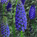 Pride of Madeira Echium fastuosum Seeds – 20 Seeds, Blue Tower of Jewels, Pollinator Friendly