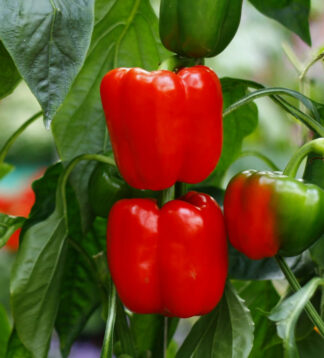 Big Red Pepper Seeds – Capsicum annuum, Sweet Bell, 25 Seeds