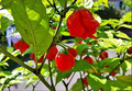 Red Carolina Reaper Starter Plants (3) – Capsicum chinense, Super Hot Chili