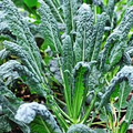 Lacinato Kale (Dinosaur Kale) Seeds - Brassica oleracea, Non-GMO Heirloom, 200 Seeds