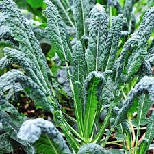 Lacinato Kale (Dinosaur Kale) Seeds - Brassica oleracea, Non-GMO Heirloom, 200 Seeds