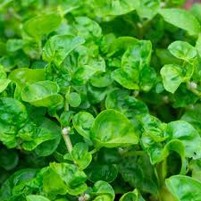 Watercress Cress (Nasturtium officinale) Seeds – 2000 Seeds for Aquatic, Hydroponic, or Garden Growing
