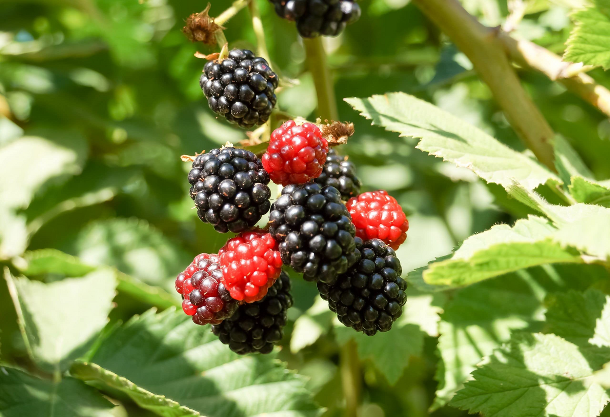 Apache Thornless Blackberry Plant (Rubus) - Live Bare Root Starter Plant