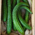 Suyo Long Cucumber Seeds - Heirloom, Burpless, Organic, Non-GMO (100+ seeds)