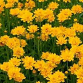 Lance-Leaf Coreopsis Sunburst Seeds - 100 Non-GMO Coreopsis lanceolata for Wildflower Garden