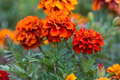Tagetes patula French Fireball Marigold Seeds - 25 Seeds, Red & Gold Blooming, Full Sun