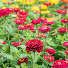 Zinnia Meteor Shower Seeds - 100 Mixed Colors, 5" Flowers, Zinnia elegans