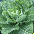 Collards Champion Seeds - 300 Heirloom Brassica oleracea Collard Greens