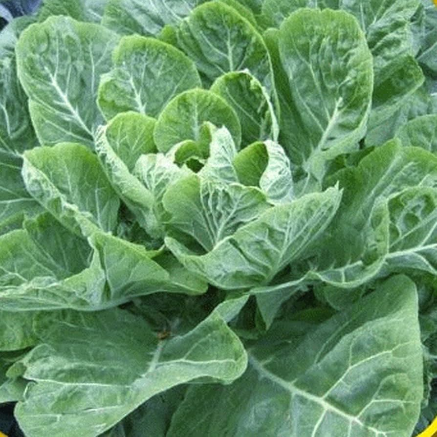 Collards Champion Seeds - 300 Heirloom Brassica oleracea Collard Greens