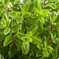 Marjoram Seeds Origanum majorana - 100mg (Approx. 400 Seeds) Non-GMO, Sweet Culinary Herb