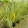 New Zealand Flax Phormium tenax 'Duet' - Rooted Bare Root Plant, 12" Tall, Cold Hardy to 10°F