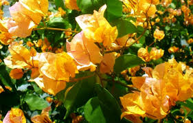 California Gold Bougainvillea Starter Plant - Well-Rooted Plug, Golden Blooms, Full Sun