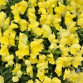Floral Showers Yellow Snapdragon Seeds (Antirrhinum majus) – 1000+ Seeds, Bright Yellow Blooms
