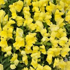 Floral Showers Yellow Snapdragon Seeds (Antirrhinum majus) – 1000+ Seeds, Bright Yellow Blooms