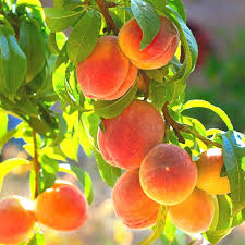 Belle of Georgia Peach Cutting (Prunus persica) - Fresh Unrooted Cutting, Zone 6
