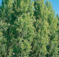 Theves Poplar (Populus nigra ‘Afghanica’) - 10 Unrooted Cuttings, 10-12 in