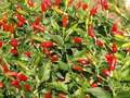Firecracker Pepper Seeds - 20 Fresh Capsicum annuum Seeds, Heirloom, Non-GMO, Hot 30,000-50,000 SHU