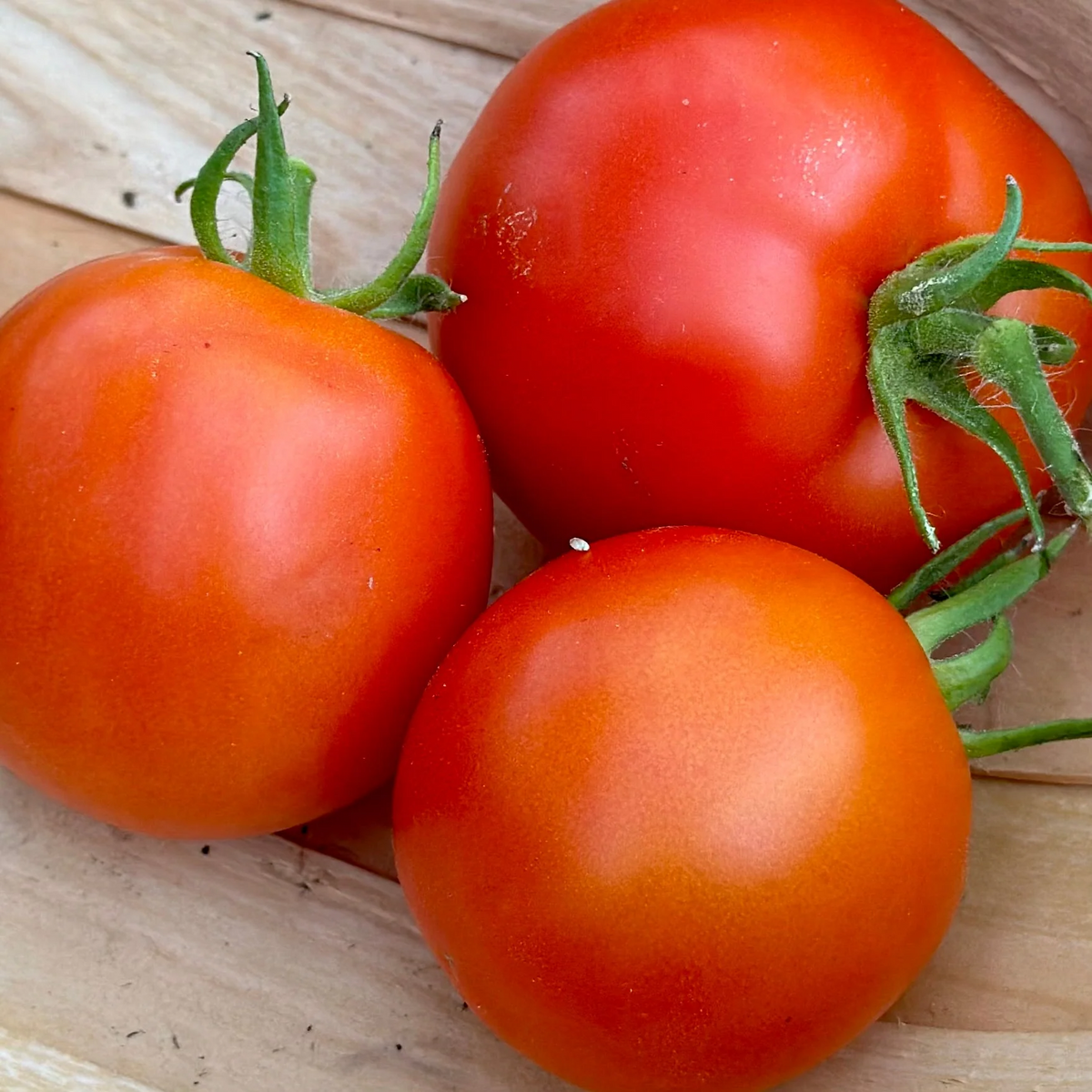 Legend Tomato Seeds - Early, Disease-Resistant Solanum lycopersicum (100mg) for Slicing