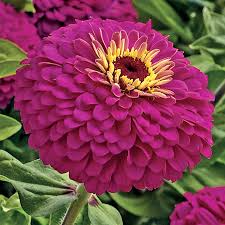 Uproar Rose Zinnia Seeds - 100+ Seeds, Vibrant Rose Pink, Annual, Full Sun