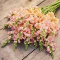 Chantilly Light Salmon Snapdragon Seeds (Antirrhinum majus) - 1000+ Seeds, Tall Peachy-Salmon Blooms