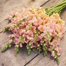 Chantilly Light Salmon Snapdragon Seeds (Antirrhinum majus) - 1000+ Seeds, Tall Peachy-Salmon Blooms