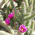 Cylindropuntia spinosior Cane Cholla Rooted Cutting - Starter Plant