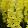 Potomac Yellow Snapdragon Seeds – 1000+ Seeds for Tall Yellow Bloom Spikes