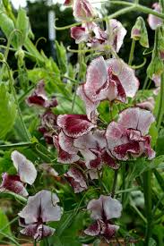Renardii Geranium Seeds (Geranium renardii) - 25+ Seeds for Drought-Tolerant Perennial Garden