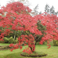 Acer Mono (Japanese Maple) Seeds – 10 Premium Seeds for Bonsai, Garden & Landscaping