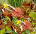 Columnea Minor Gesneriad Terrarium Plant - Starter Plant, 2" Pot