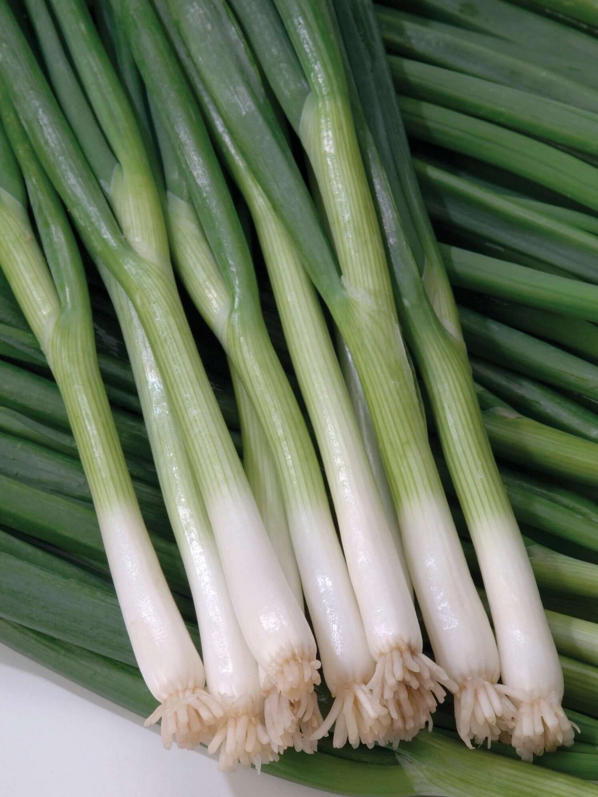 White Lisbon Onion Seeds - Allium cepa 250 Seeds, Mild & Crisp Bunching Onion