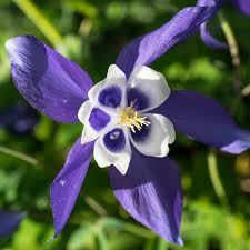 Columbine Blue Seeds (Aquilegia caerulea) – 500 Seeds, Native Perennial, Fall Planting, Pollinator-Friendly