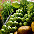 Nelson F1 Brussels Sprouts Seeds - 500+ High-Yield Hybrid for Fall/Winter Harvest