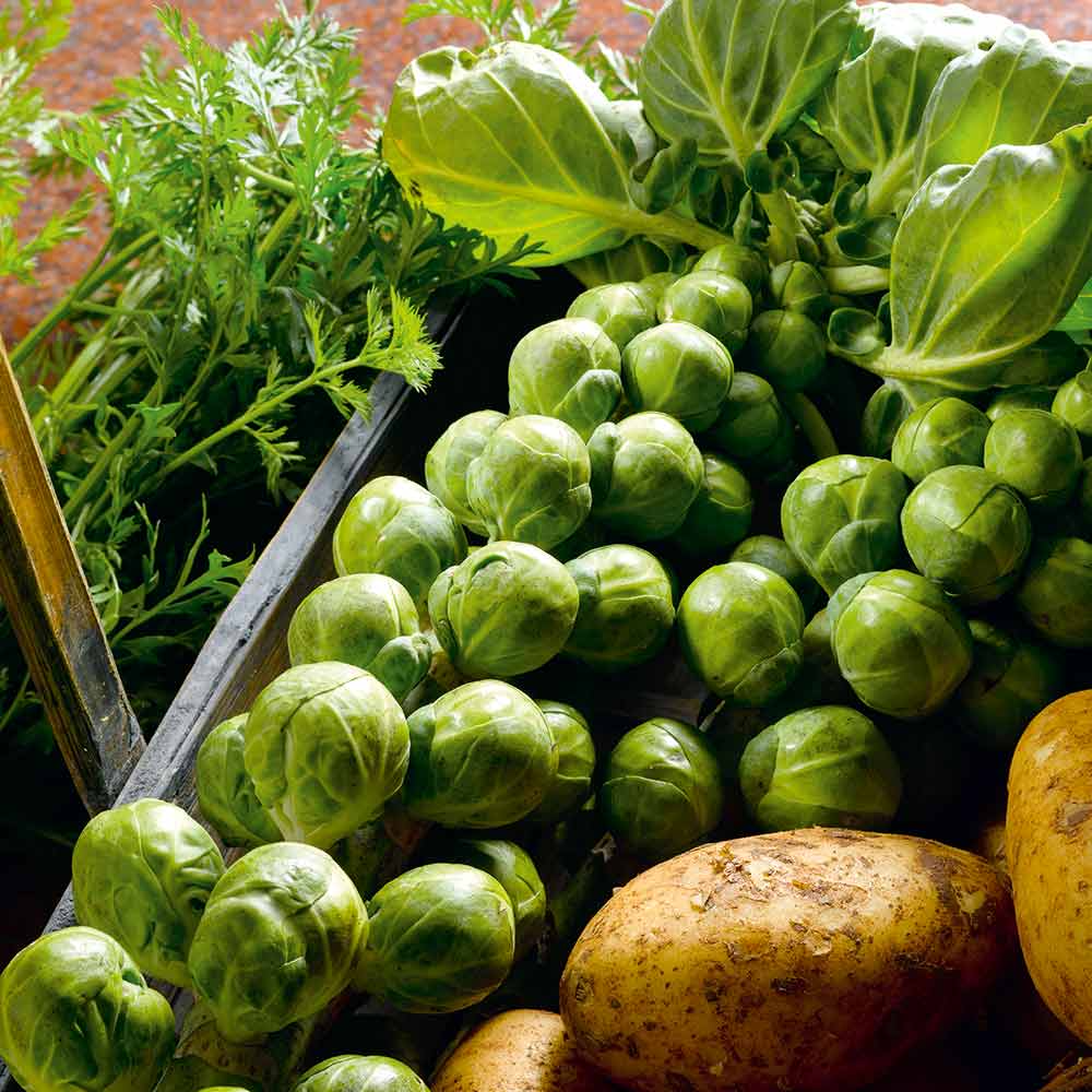 Nelson F1 Brussels Sprouts Seeds - 500+ High-Yield Hybrid for Fall/Winter Harvest
