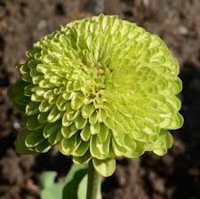 Zinnia Envy Elegans Lime Green Seeds - 200 Non-GMO, Rare Pollinator Friendly