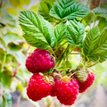 Raspberry Bush Live Plant - Sweet, Self-Fertile Starter Plant for Home Gardens