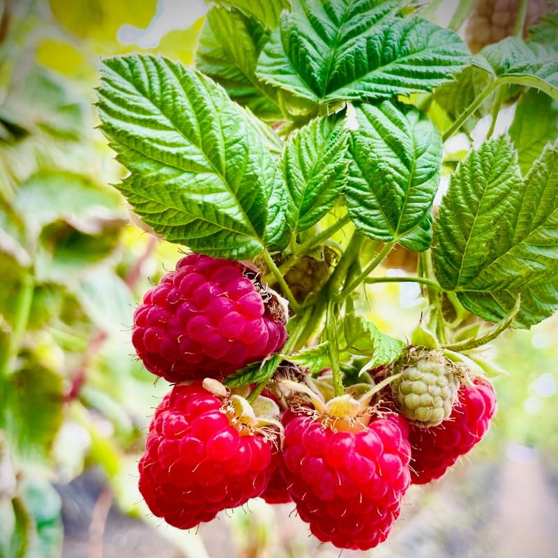 Raspberry Bush Live Plant - Sweet, Self-Fertile Starter Plant for Home Gardens