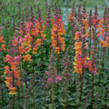 Antirrhinum majus Opus Early Bronze Snapdragon Seeds - 1000+ Seeds for Garden & Cut Flowers