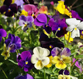 Pansy Mix Heirloom Seeds (200) Non-GMO Edible Groundcover | Viola Flowers
