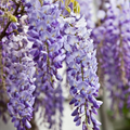 Blue Chinese Wisteria Tree (Wisteria sinensis) Bare Root, 1-2 ft tall - Ready to Plant