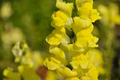 Antirrhinum majus Rocket Gold Snapdragon Seeds – 1000+ Golden Yellow blooms for Garden & Cut Flowers