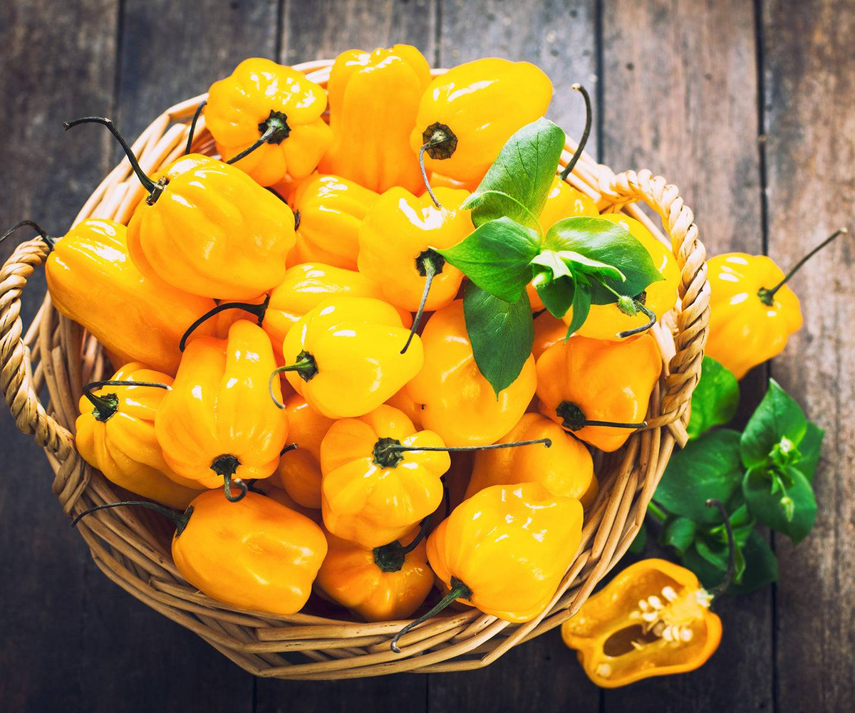 Jamaican Yellow Habanero Pepper Seeds (Capsicum chinense) – Extra-Hot, Fruity & Citrusy, Non-GMO