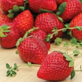 Ozark Beauty Everbearing Strawberry Plants - 12 Bare Root, Zones 4-9